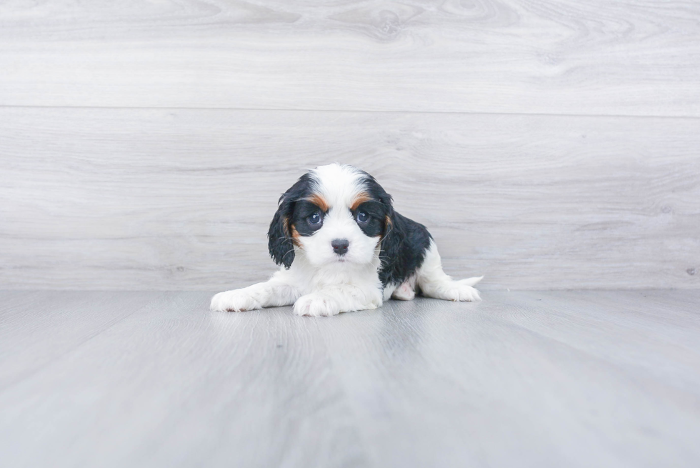 Best Cavalier King Charles Spaniel Baby