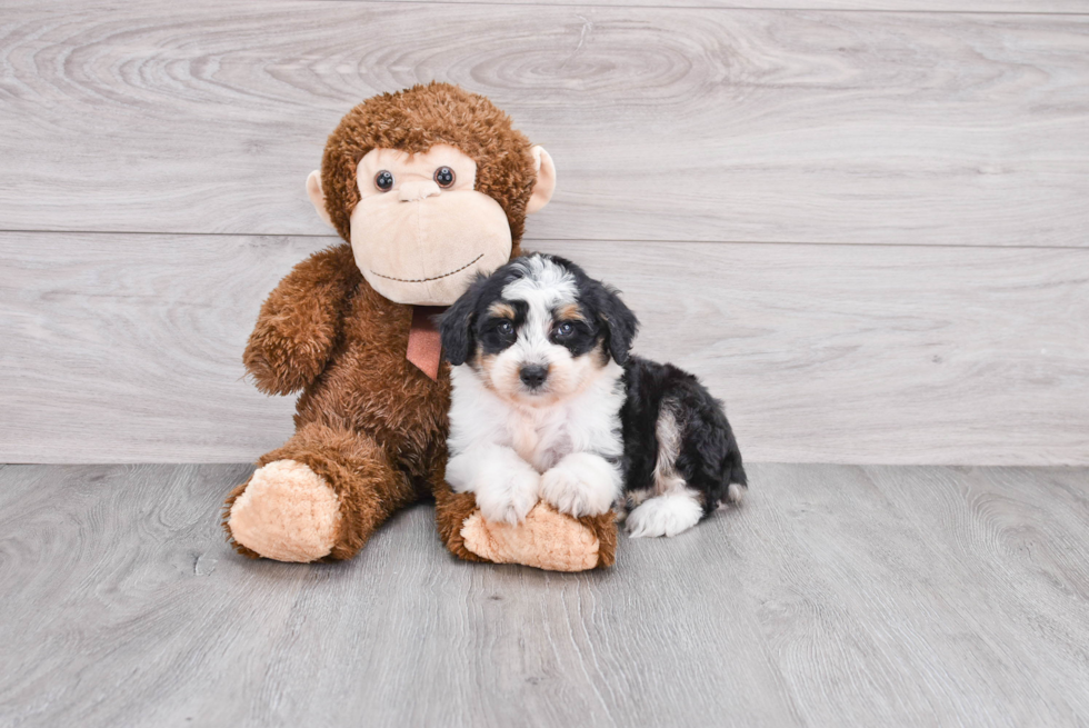 Mini Aussiedoodle Pup Being Cute