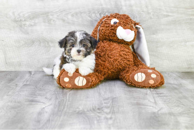 Smart Havanese Purebred Puppy