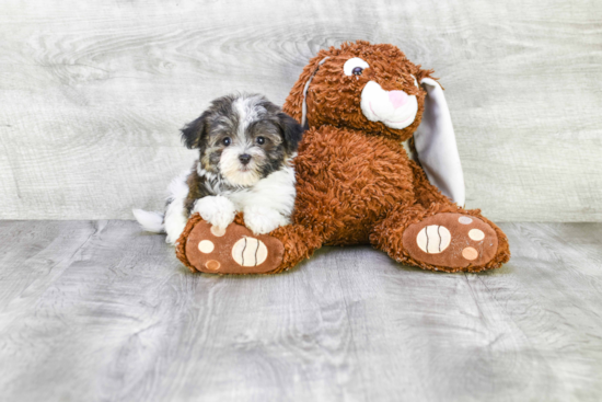 Smart Havanese Purebred Puppy