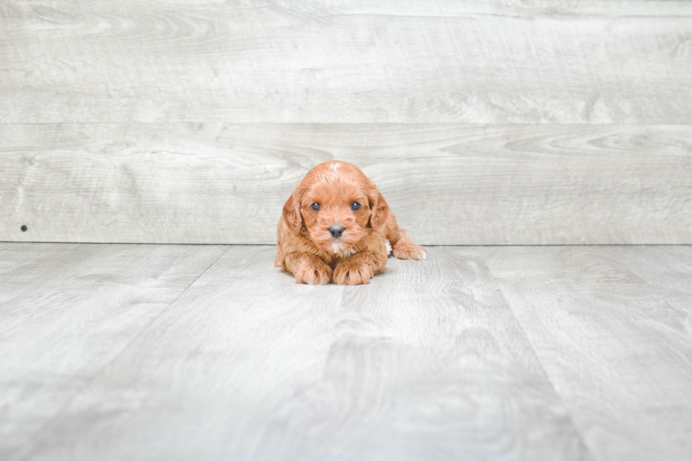 Petite Cavapoo Poodle Mix Pup