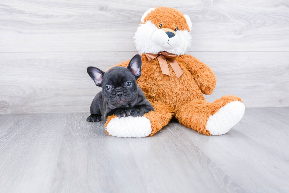 Small French Bulldog Baby