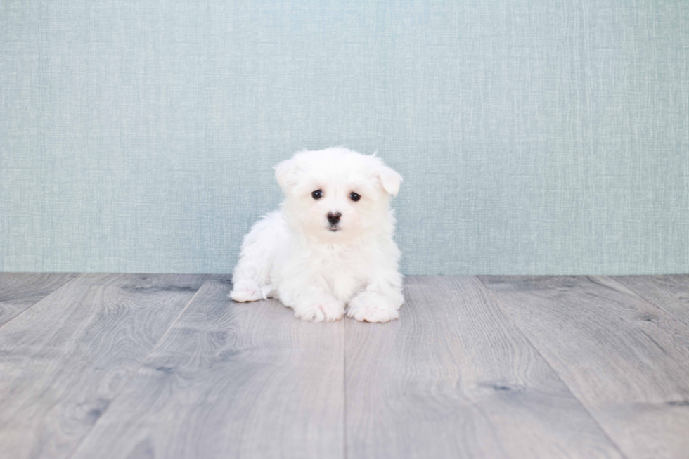 Maltese Pup Being Cute