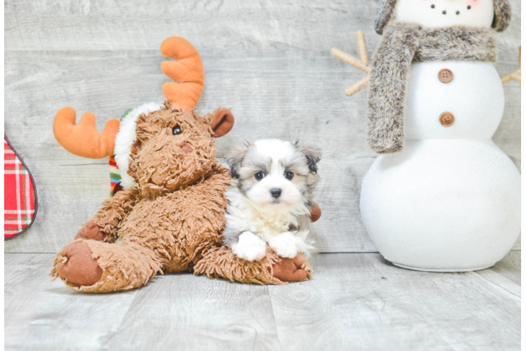 Fluffy Havanese Purebred Puppy