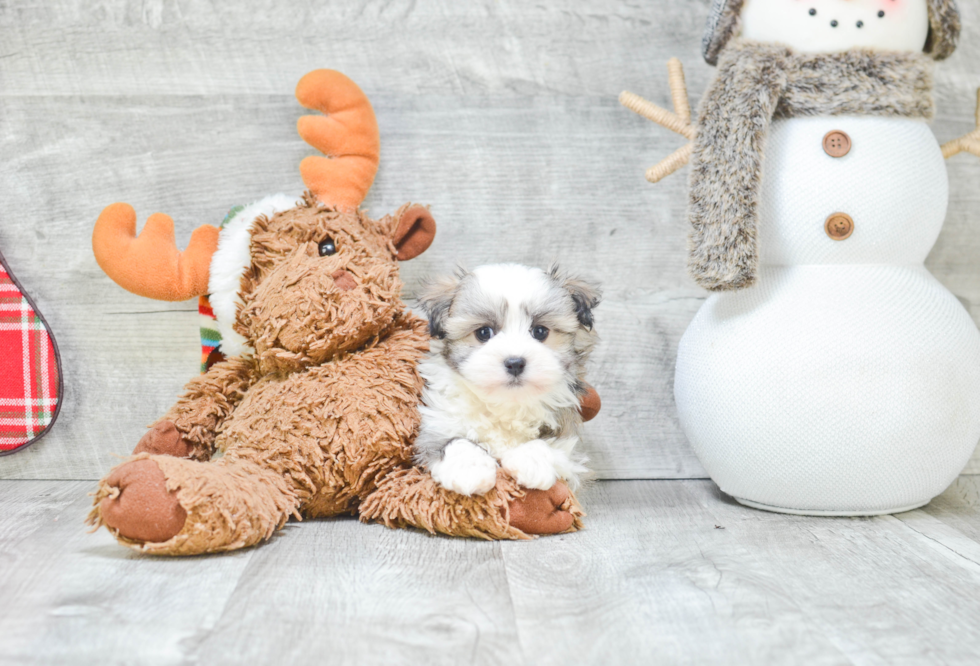 Fluffy Havanese Purebred Puppy