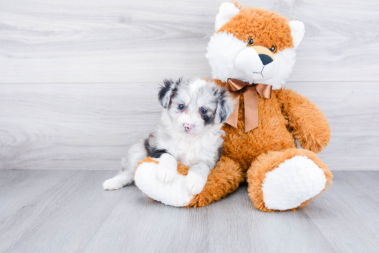 Best Mini Aussiedoodle Baby