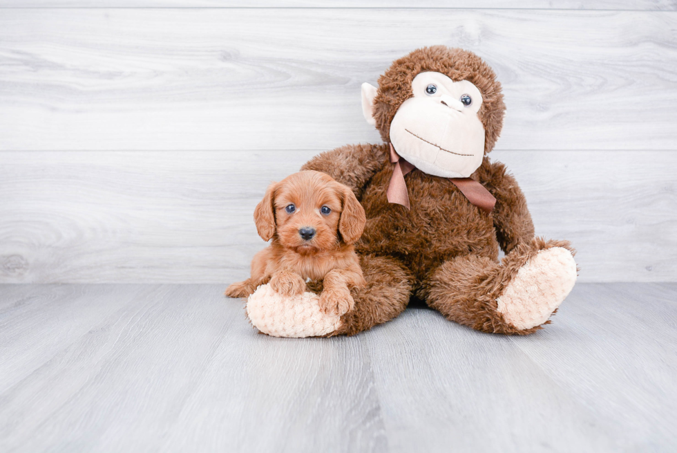 Cute Cavapoo Baby