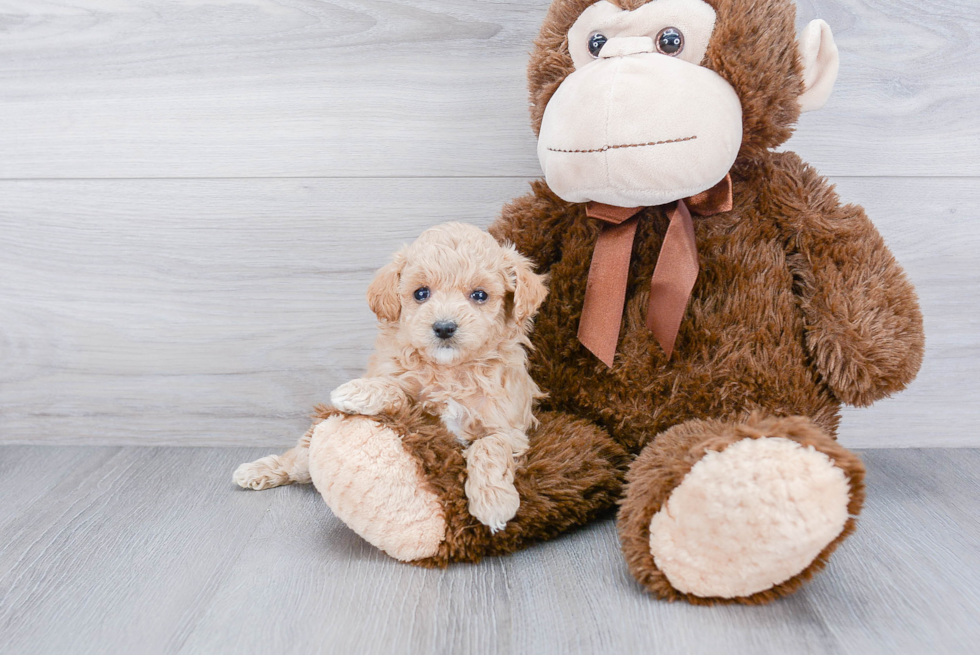 Poodle Pup Being Cute