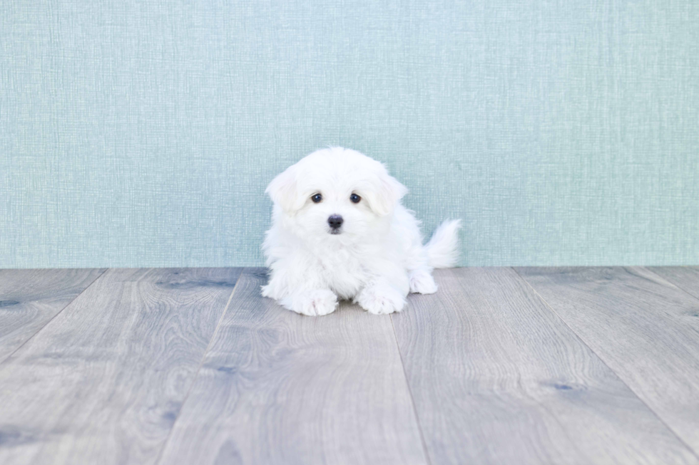 Playful Maltese Baby