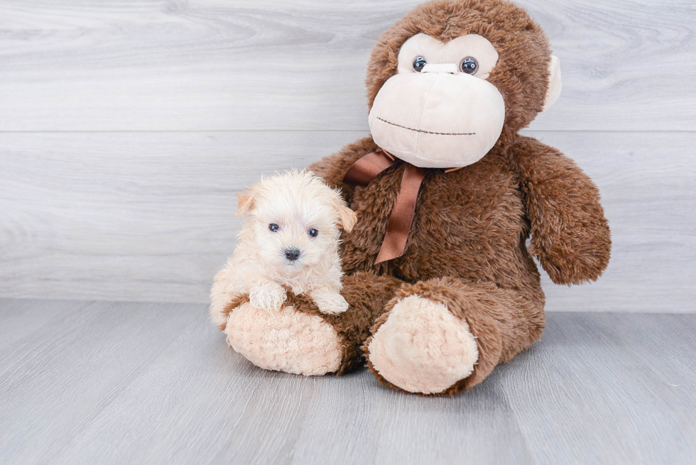 Funny Maltipoo Poodle Mix Pup