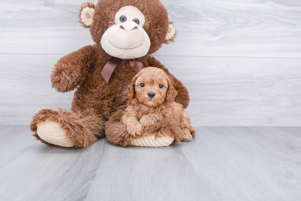 Happy Cavapoo Baby