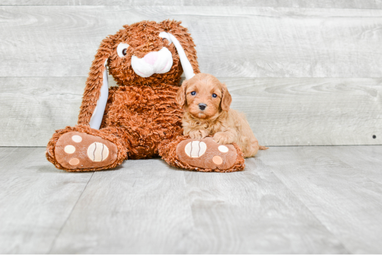 Petite Cavapoo Poodle Mix Pup