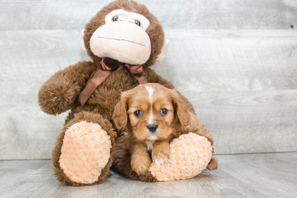 Cute Cavalier King Charles Spaniel Purebred Puppy