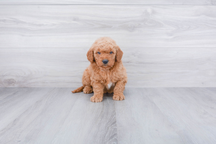 Cute Mini Goldendoodle Baby