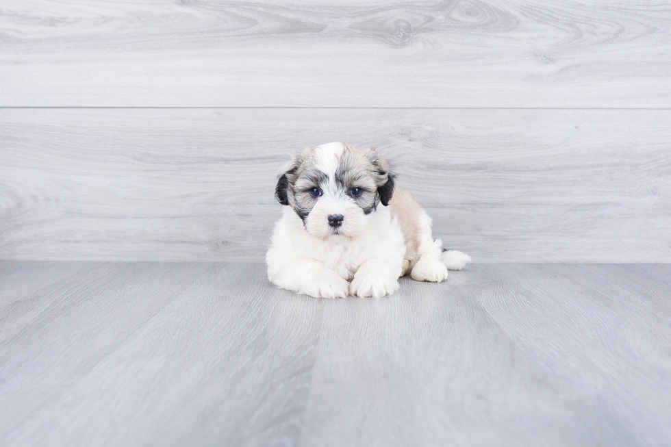 Havanese Puppy for Adoption