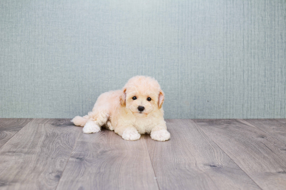 Popular Maltipoo Poodle Mix Pup