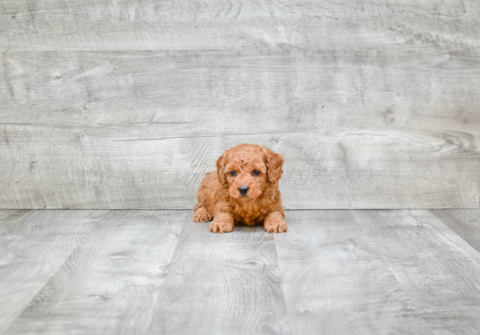 Poodle Pup Being Cute