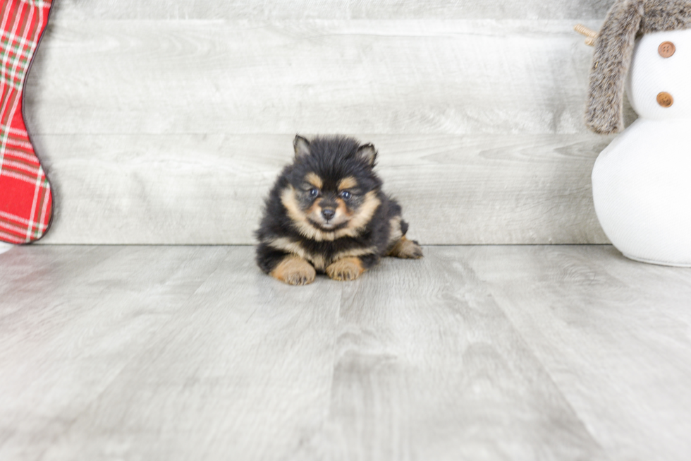 Playful Pomeranian Purebred Pup