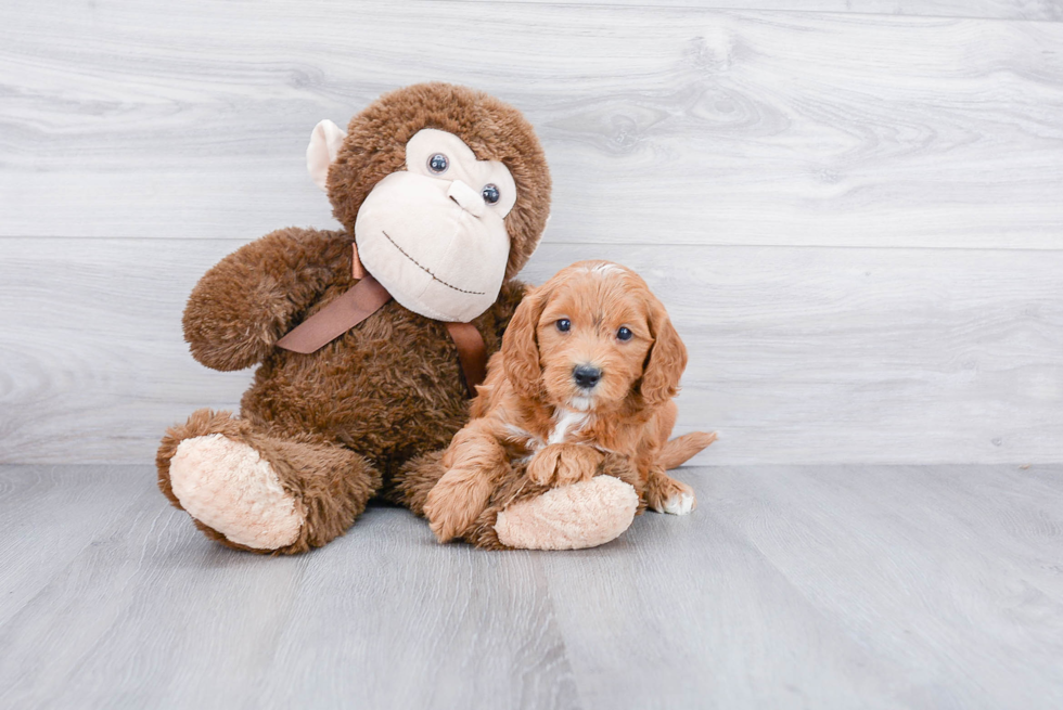 Mini Goldendoodle Puppy for Adoption
