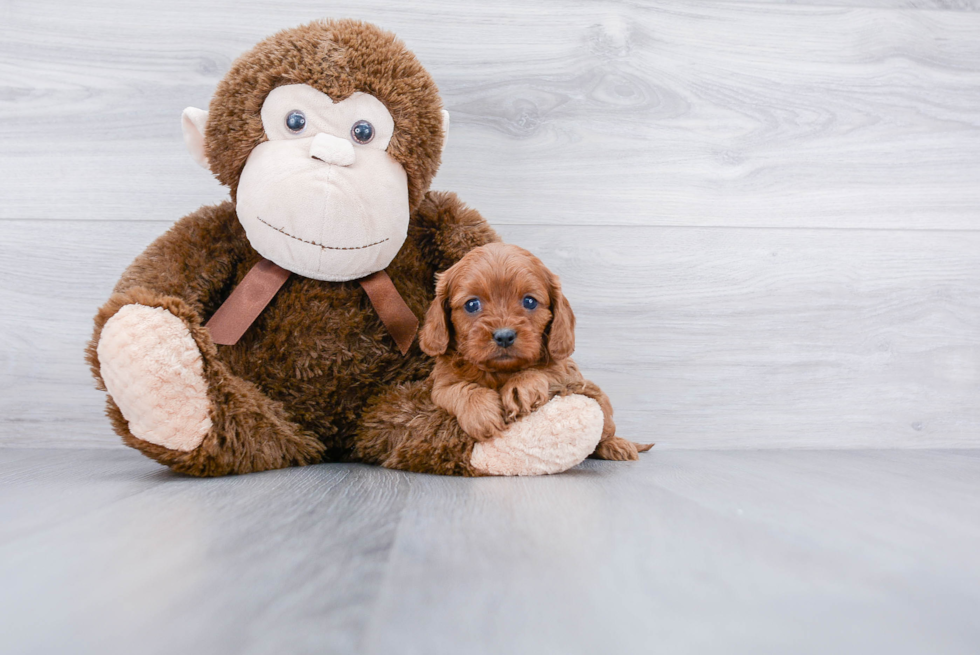 Cavapoo Puppy for Adoption