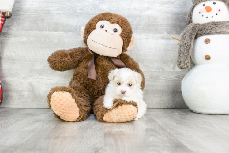 Small Maltipoo Baby