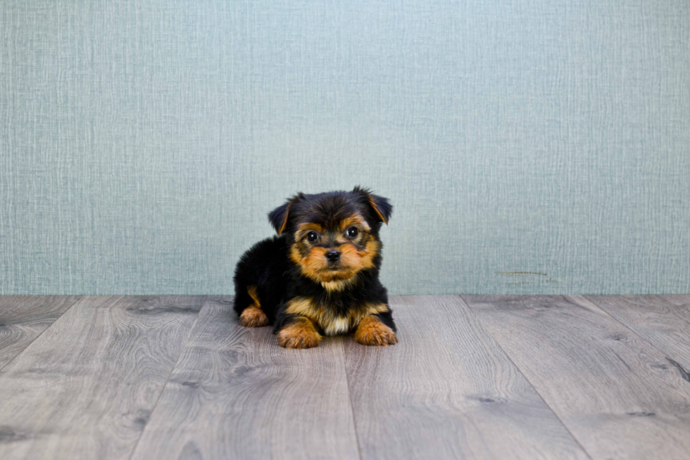 Meet Timmy - our Yorkshire Terrier Puppy Photo 