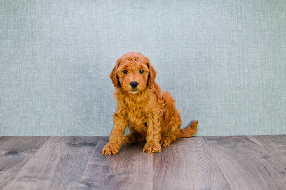 Small Mini Goldendoodle Baby