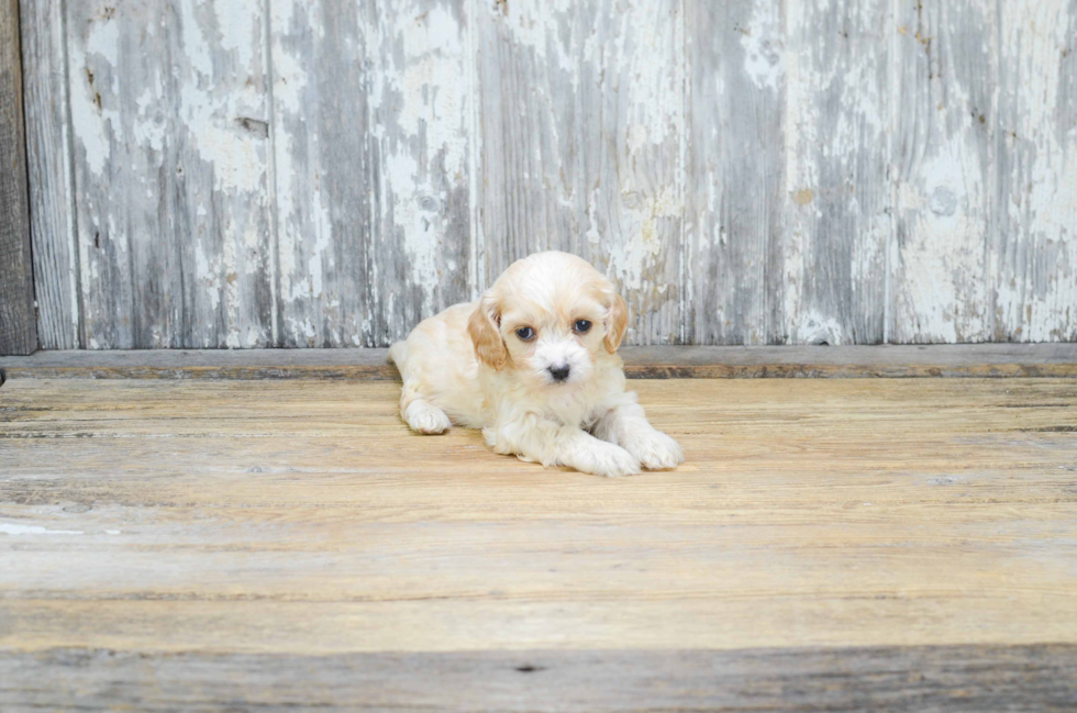 Cavachon Pup Being Cute