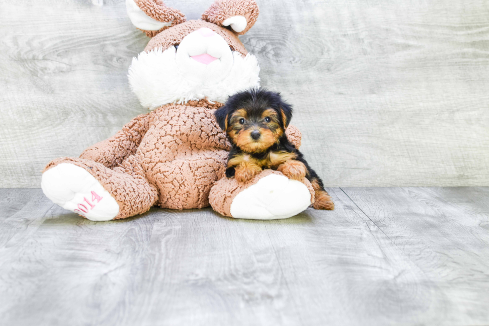 Meet Bella - our Yorkshire Terrier Puppy Photo 