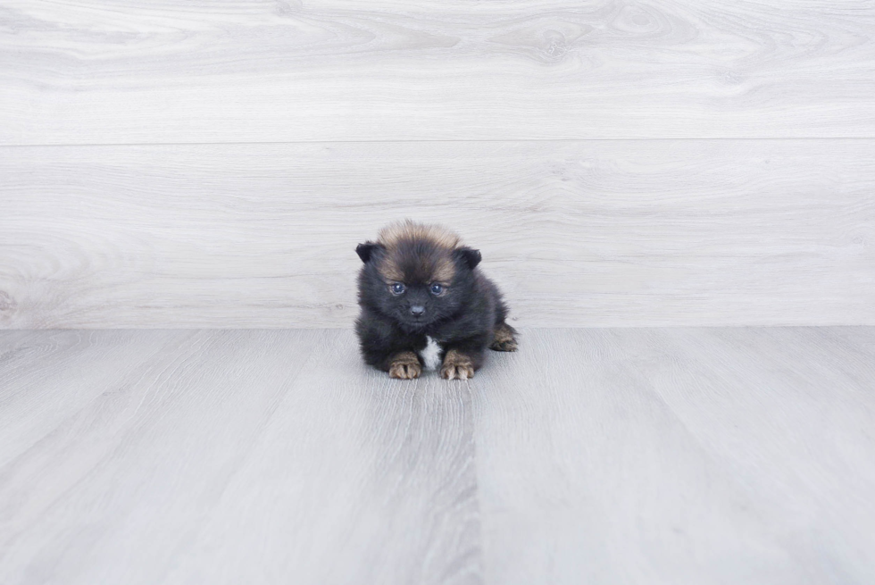 Pomeranian Puppy for Adoption