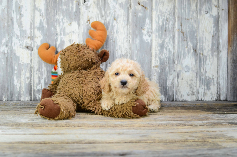 Cavapoo Pup Being Cute