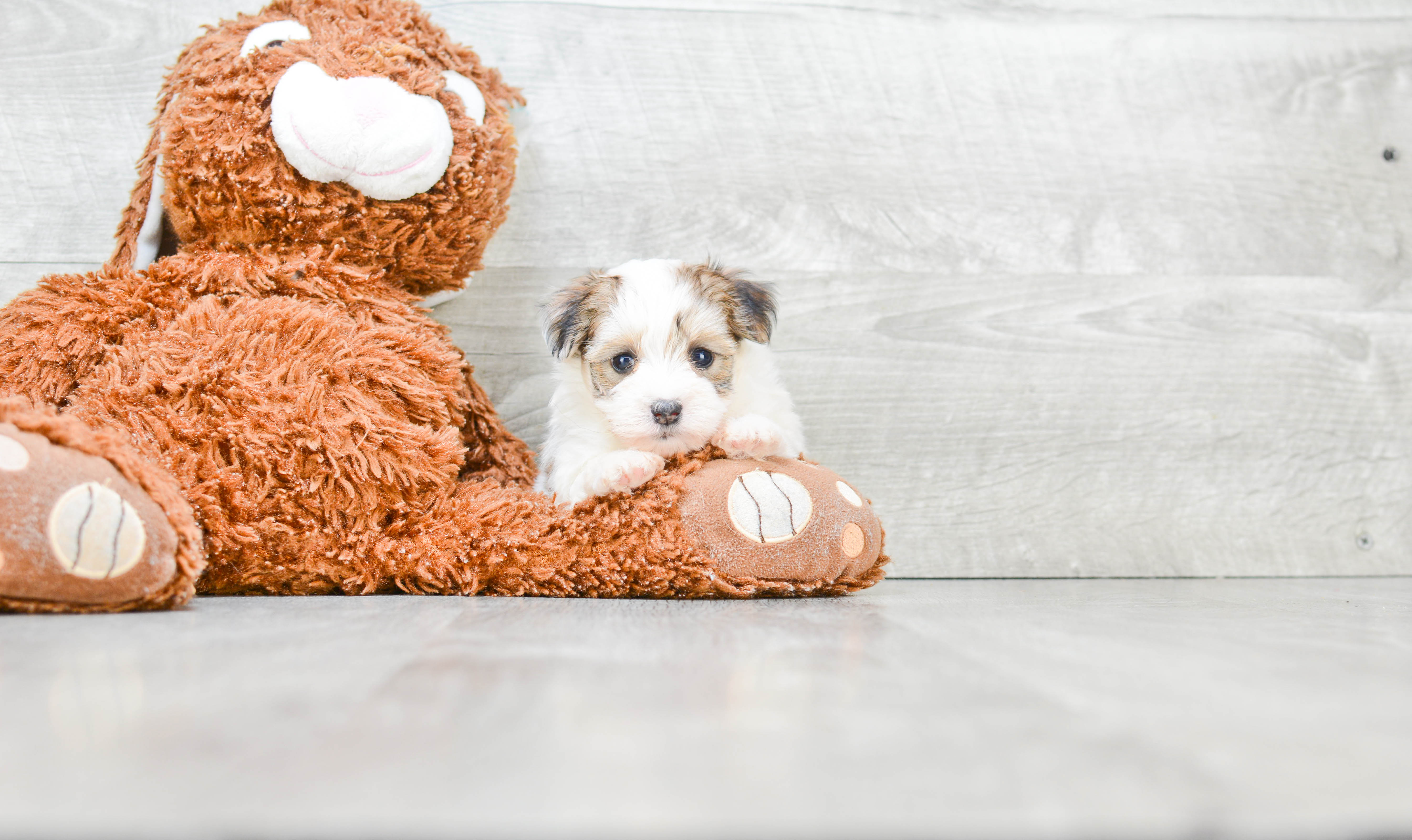 Best Morkie Baby
