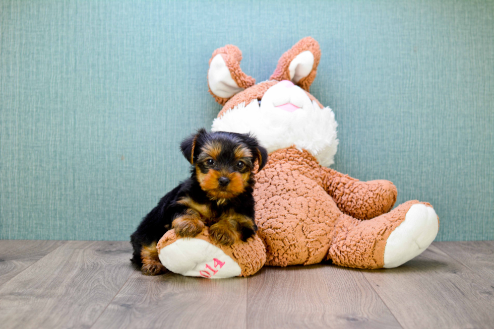 Meet Timmy - our Yorkshire Terrier Puppy Photo 