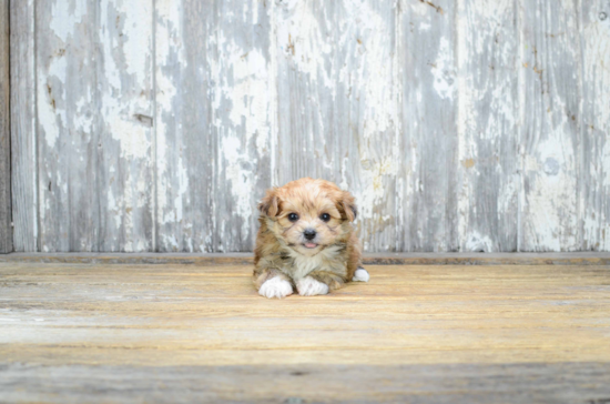 Small Morkie Baby