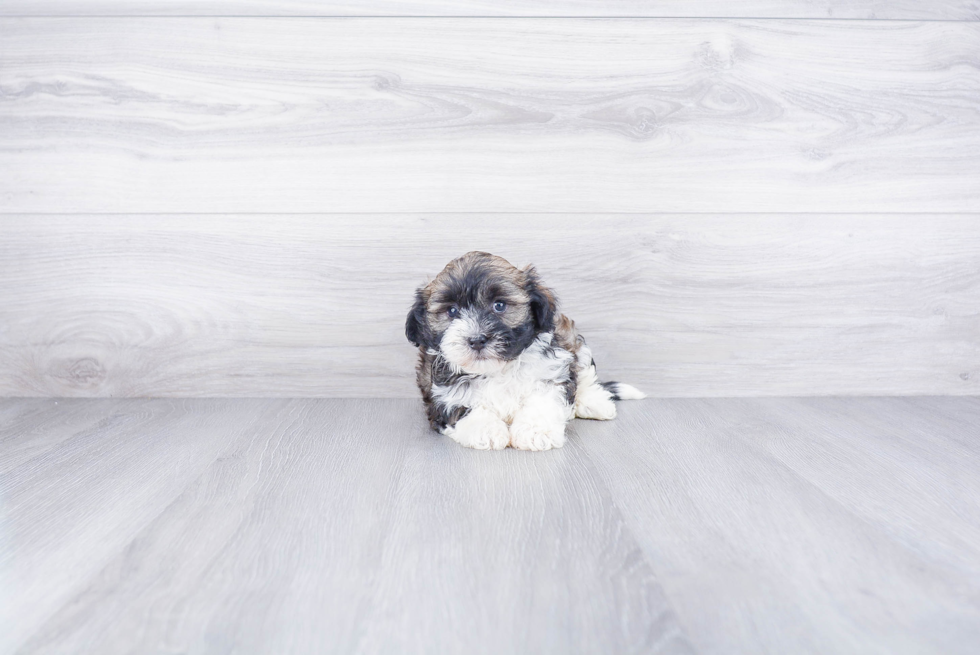 Best Havanese Baby