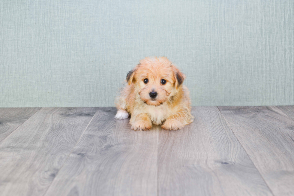 Morkie Puppy for Adoption