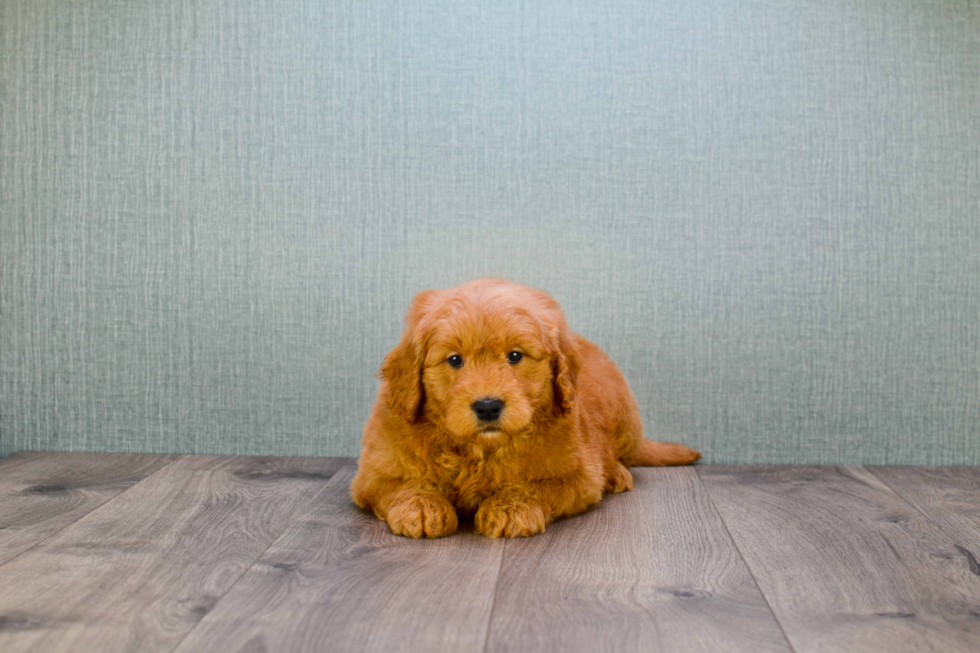 Best Mini Goldendoodle Baby