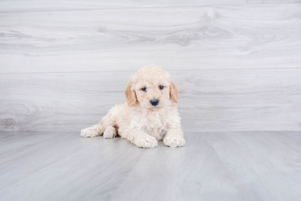 Mini Goldendoodle Pup Being Cute