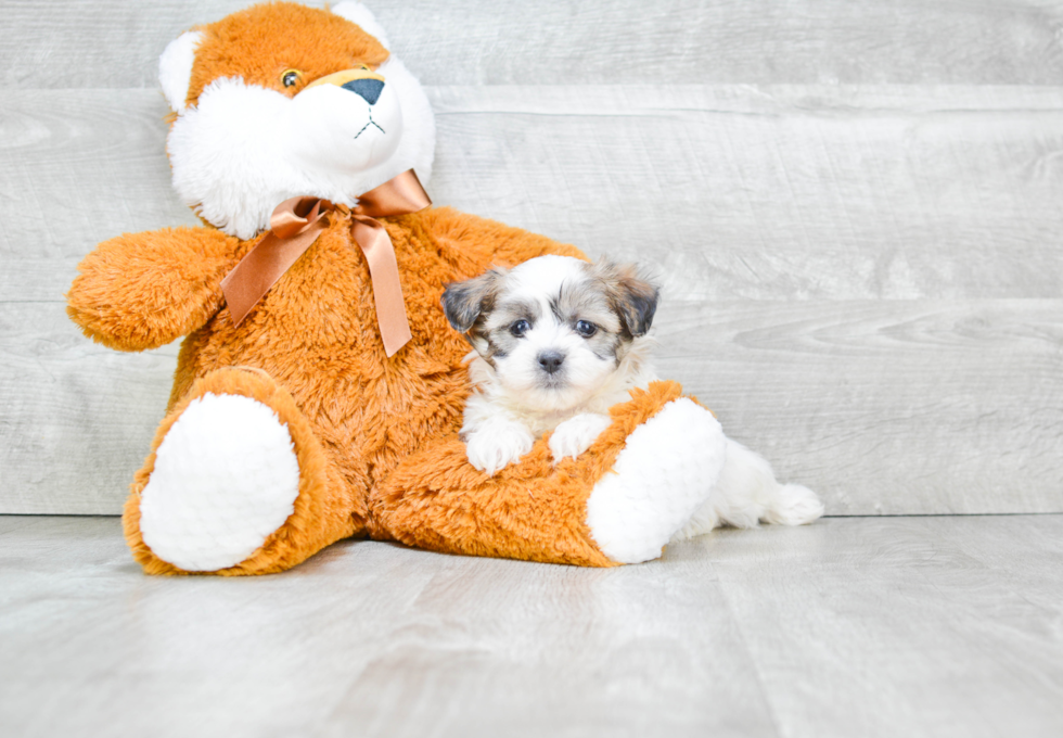 Teddy Bear Pup Being Cute