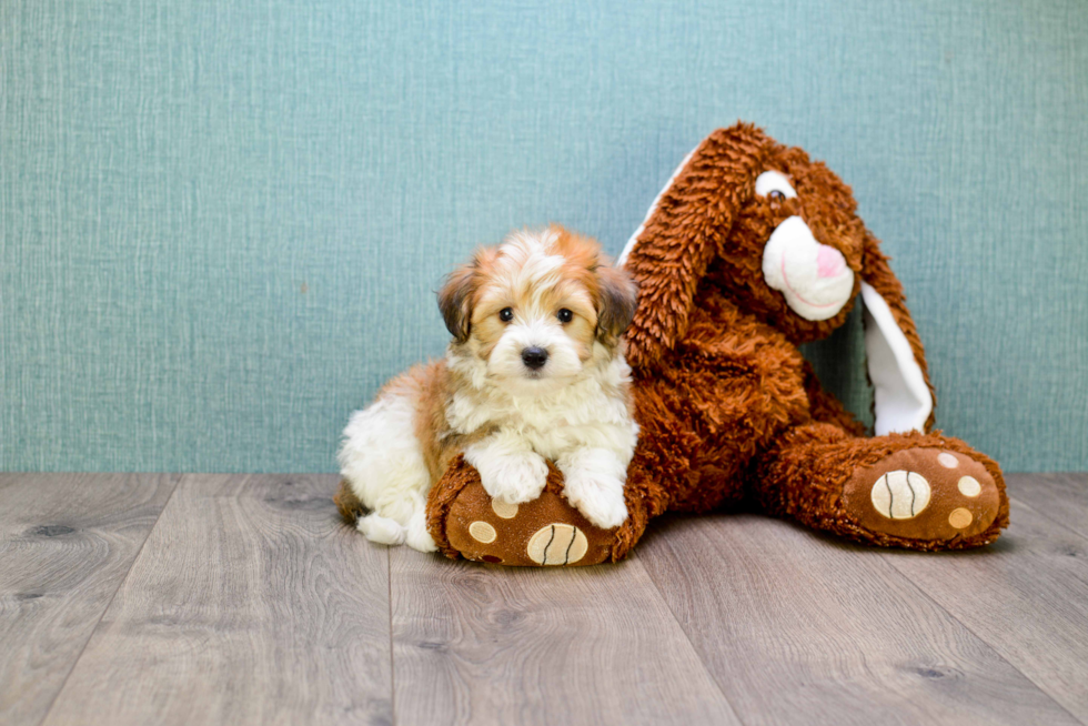 Best Havanese Baby