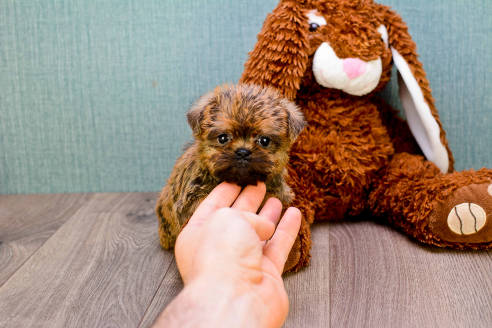 Best Brussels Griffon Baby