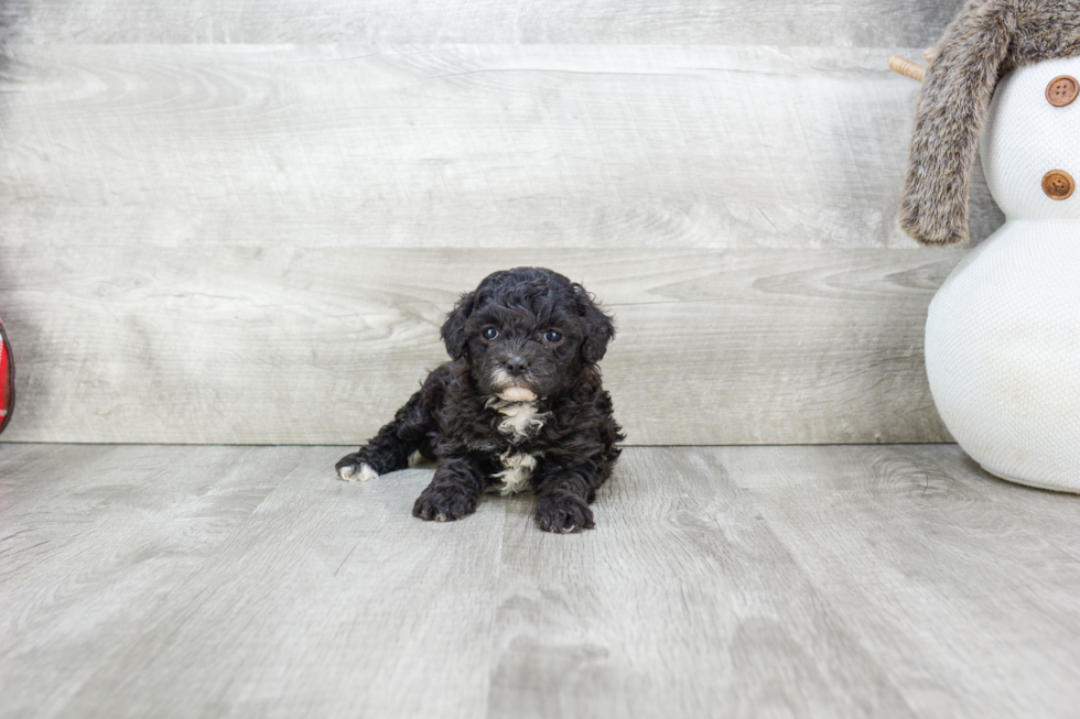 Playful Cavoodle Poodle Mix Puppy