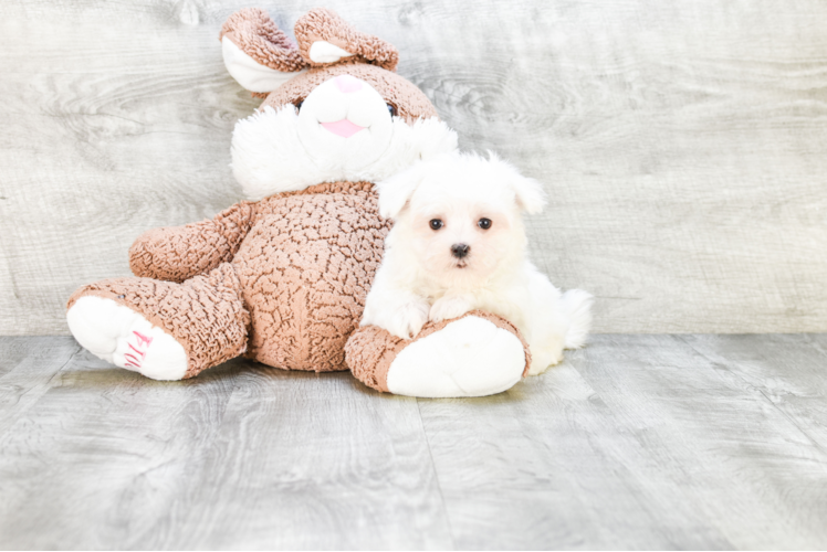 Hypoallergenic Maltese Baby