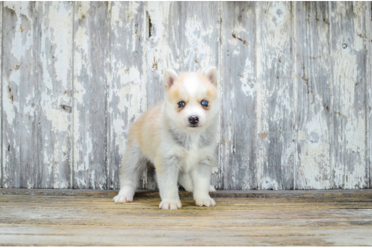 Pomsky Puppy for Adoption