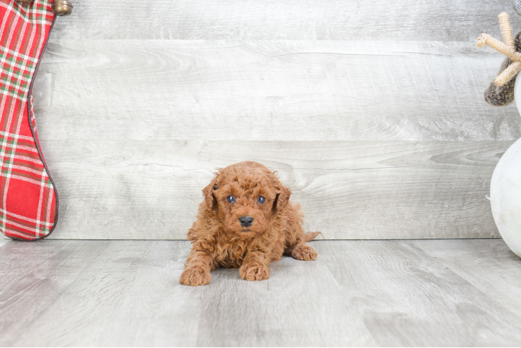 Cavapoo Puppy for Adoption