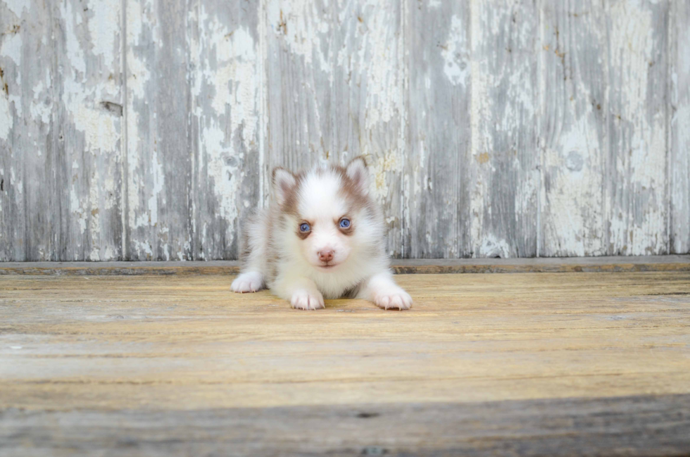 Best Pomsky Baby