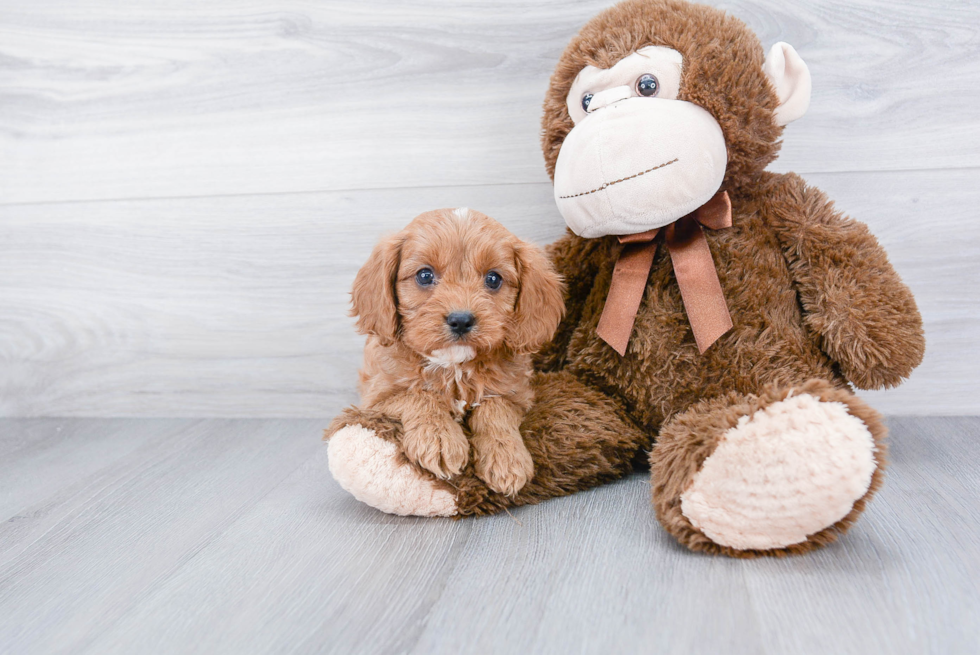 Cavapoo Pup Being Cute