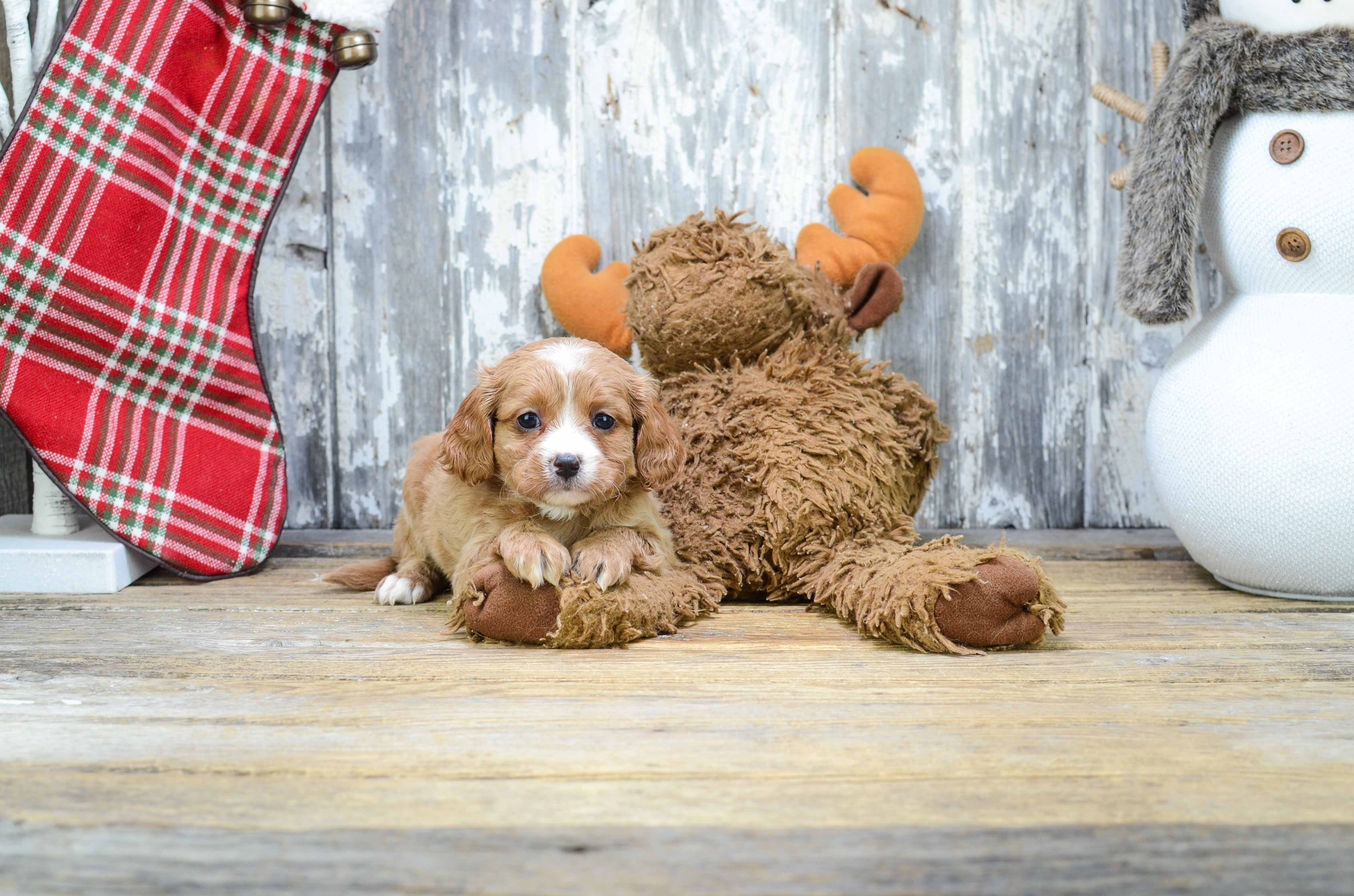 Best Cavapoo Baby