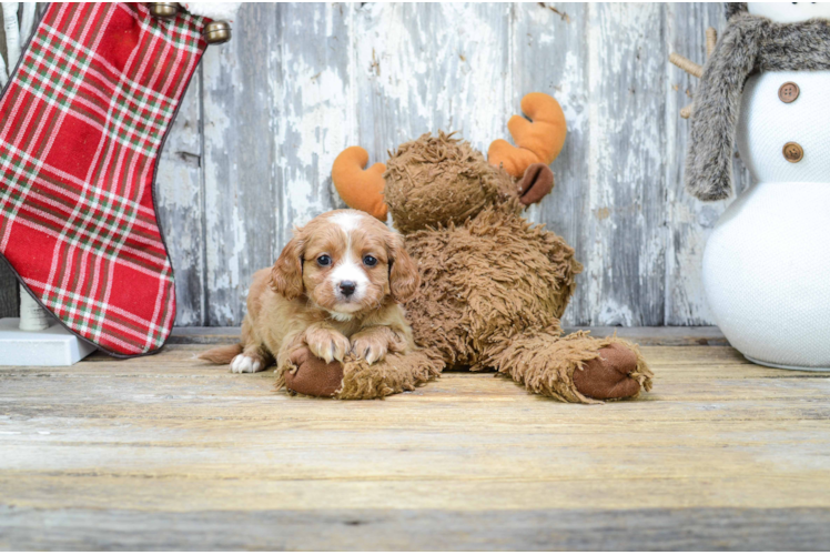 Best Cavapoo Baby