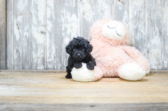 Playful Yorkie Doodle Poodle Mix Puppy